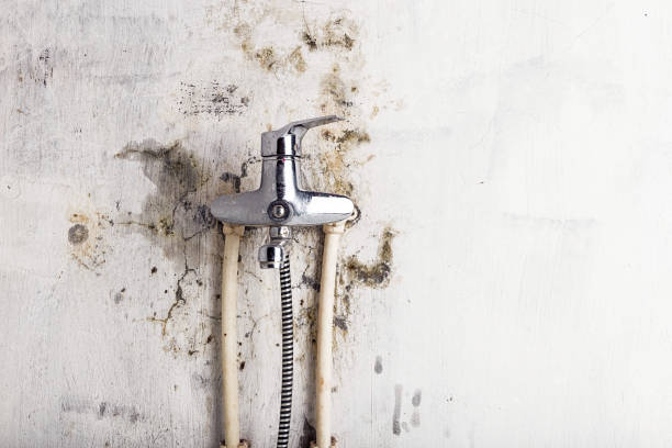 Best Commercial Mold Removal  in Dallas, TX