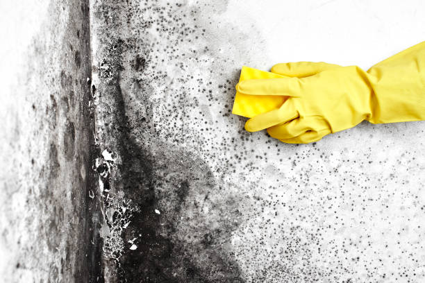 Best Home Mold Removal  in Dallas, TX