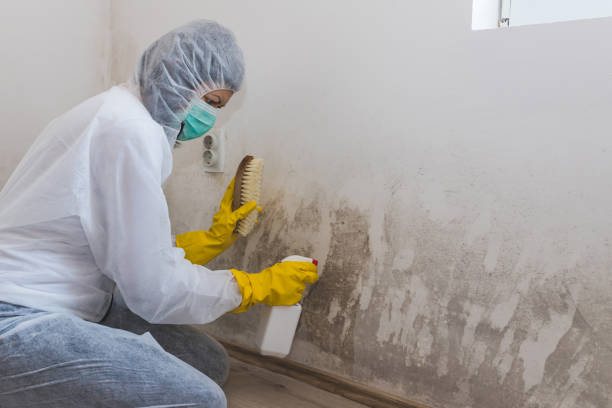 Certified Mold Removal in Dallas, TX