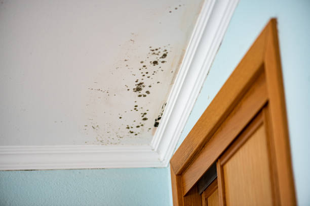  Dallas, TX Mold Removal Pros