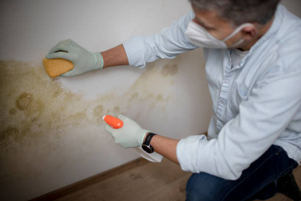 Best Certified Mold Removal  in Dallas, TX