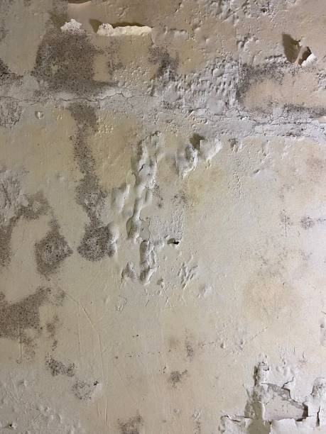 Best Best Mold Removal Companies  in Dallas, TX