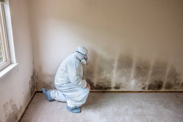 Professional Mold Removal in Dallas, TX