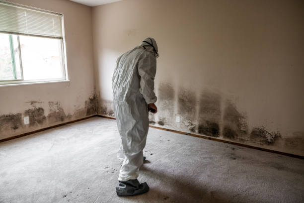 Best Mold Testing  in Dallas, TX