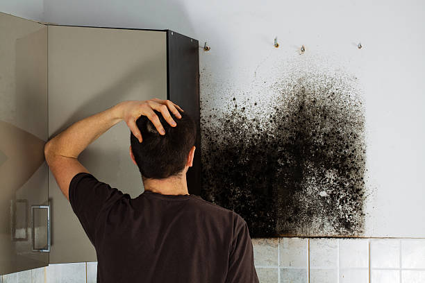 Best Mold Testing and Removal  in Dallas, TX