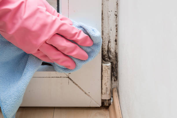 Best Mold Damage Repair  in Dallas, TX