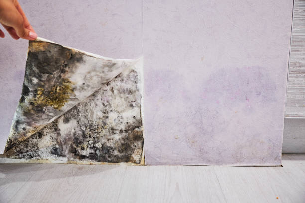 Best Certified Mold Removal  in Dallas, TX